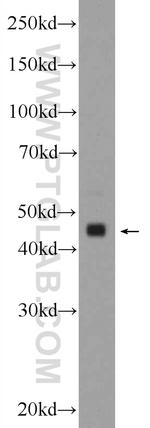 TMEM120B Antibody in Western Blot (WB)