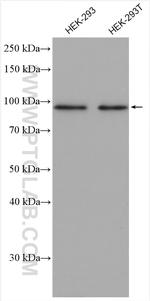 ZNF746 Antibody in Western Blot (WB)