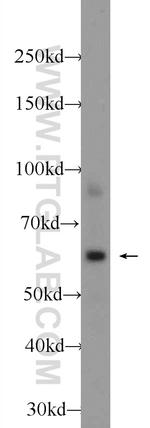 SHP1 Antibody in Western Blot (WB)