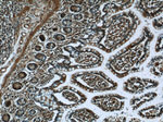 C8orf77 Antibody in Immunohistochemistry (Paraffin) (IHC (P))