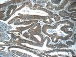 C8orf77 Antibody in Immunohistochemistry (Paraffin) (IHC (P))