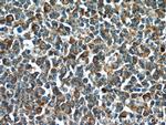 C15orf53 Antibody in Immunohistochemistry (Paraffin) (IHC (P))