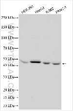TRAPPC12 Antibody in Western Blot (WB)