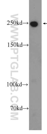 MYO10 Antibody in Western Blot (WB)