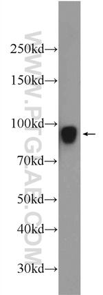 SUN1 Antibody in Western Blot (WB)
