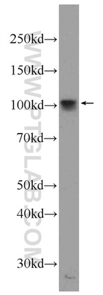 SUN1 Antibody in Western Blot (WB)