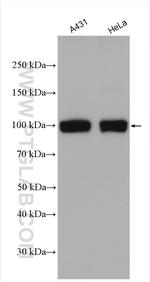 SUN1 Antibody in Western Blot (WB)