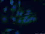PTPN11 Antibody in Immunocytochemistry (ICC/IF)