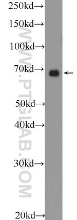 PTPN11 Antibody in Western Blot (WB)