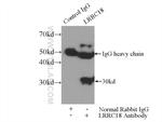 LRRC18 Antibody in Immunoprecipitation (IP)