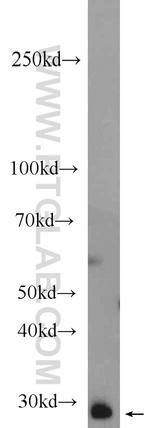 LRRC18 Antibody in Western Blot (WB)