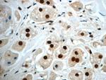 NF45 Antibody in Immunohistochemistry (Paraffin) (IHC (P))