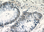 NF45 Antibody in Immunohistochemistry (Paraffin) (IHC (P))
