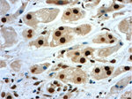 NF45 Antibody in Immunohistochemistry (Paraffin) (IHC (P))