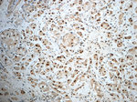NF45 Antibody in Immunohistochemistry (Paraffin) (IHC (P))