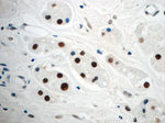 NF45 Antibody in Immunohistochemistry (Paraffin) (IHC (P))