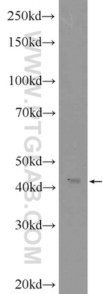 NF45 Antibody in Western Blot (WB)
