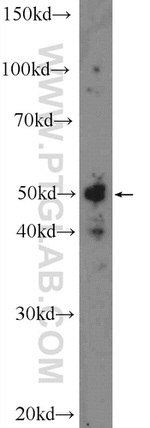 NR2F1 Antibody in Western Blot (WB)