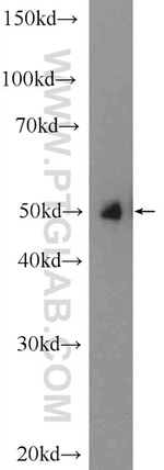 NR2F1 Antibody in Western Blot (WB)