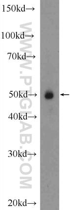 NR2F1 Antibody in Western Blot (WB)