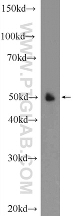 NR2F1 Antibody in Western Blot (WB)
