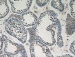 FAM133A Antibody in Immunohistochemistry (Paraffin) (IHC (P))