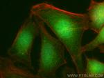 PGRMC2 Antibody in Immunocytochemistry (ICC/IF)