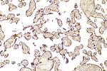PGRMC2 Antibody in Immunohistochemistry (Paraffin) (IHC (P))