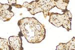 PGRMC2 Antibody in Immunohistochemistry (Paraffin) (IHC (P))