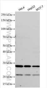 PGRMC2 Antibody in Western Blot (WB)