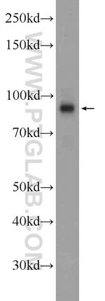 HEATR2 Antibody in Western Blot (WB)