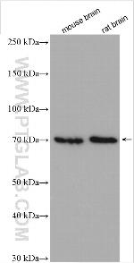 CCDC67 Antibody in Western Blot (WB)
