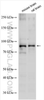 KCNQ3 Antibody in Western Blot (WB)