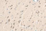 PDZ-GEF2 Antibody in Immunohistochemistry (Paraffin) (IHC (P))