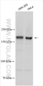 PDZ-GEF2 Antibody in Western Blot (WB)