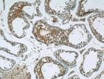 CEP85L Antibody in Immunohistochemistry (Paraffin) (IHC (P))