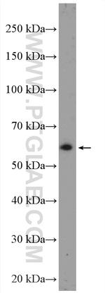 CEP85L Antibody in Western Blot (WB)