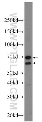 LCTL Antibody in Western Blot (WB)