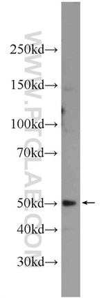 SEPT14 Antibody in Western Blot (WB)
