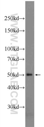 SEPT14 Antibody in Western Blot (WB)