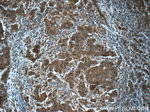 POTEA Antibody in Immunohistochemistry (Paraffin) (IHC (P))