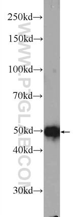 FOXRED1 Antibody in Western Blot (WB)
