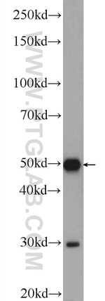 FOXRED1 Antibody in Western Blot (WB)