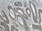 LY6G5B Antibody in Immunohistochemistry (Paraffin) (IHC (P))
