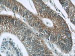 LY6G5B Antibody in Immunohistochemistry (Paraffin) (IHC (P))