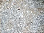 LY6G5B Antibody in Immunohistochemistry (Paraffin) (IHC (P))