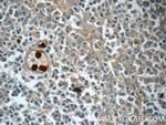 LY6G5B Antibody in Immunohistochemistry (Paraffin) (IHC (P))