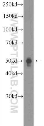 RNF167 Antibody in Western Blot (WB)