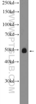 RNF167 Antibody in Western Blot (WB)