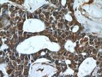 PHF2 Antibody in Immunohistochemistry (Paraffin) (IHC (P))